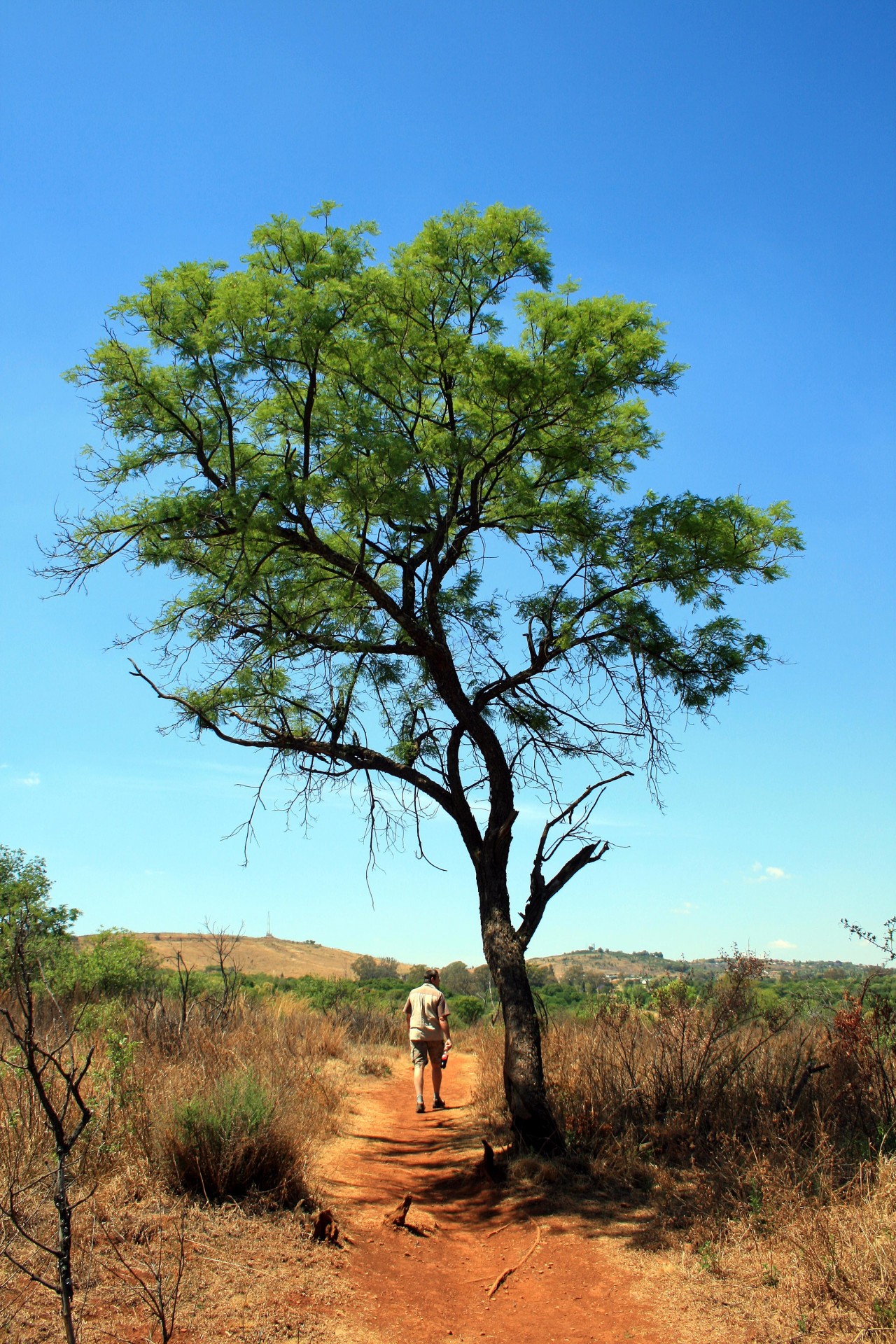 tree tall trail free photo