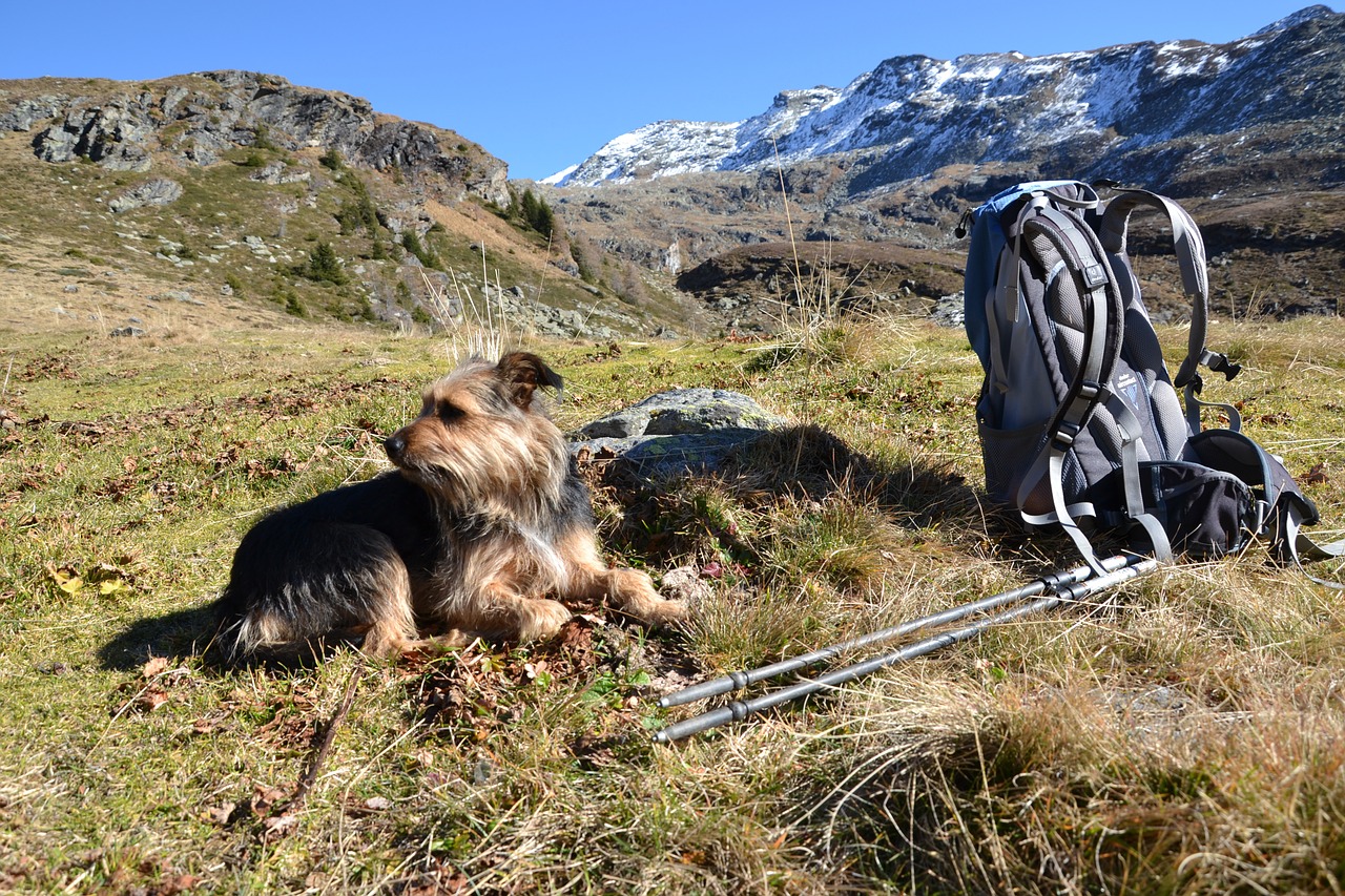 hiking dog backpack free photo