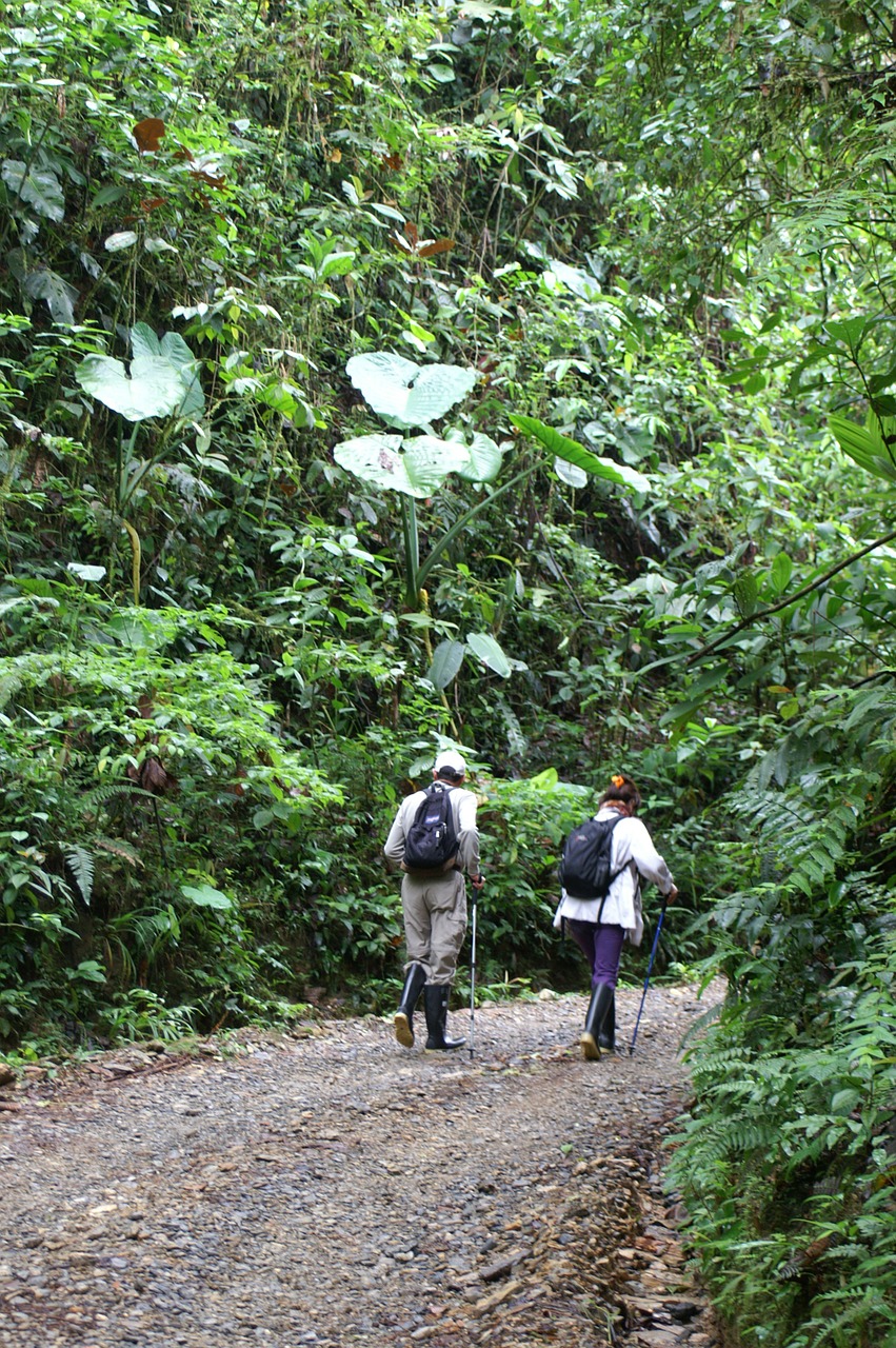 hiking rainforest ecuador free photo