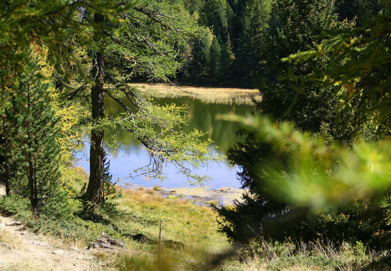 hiking pond biotope free photo