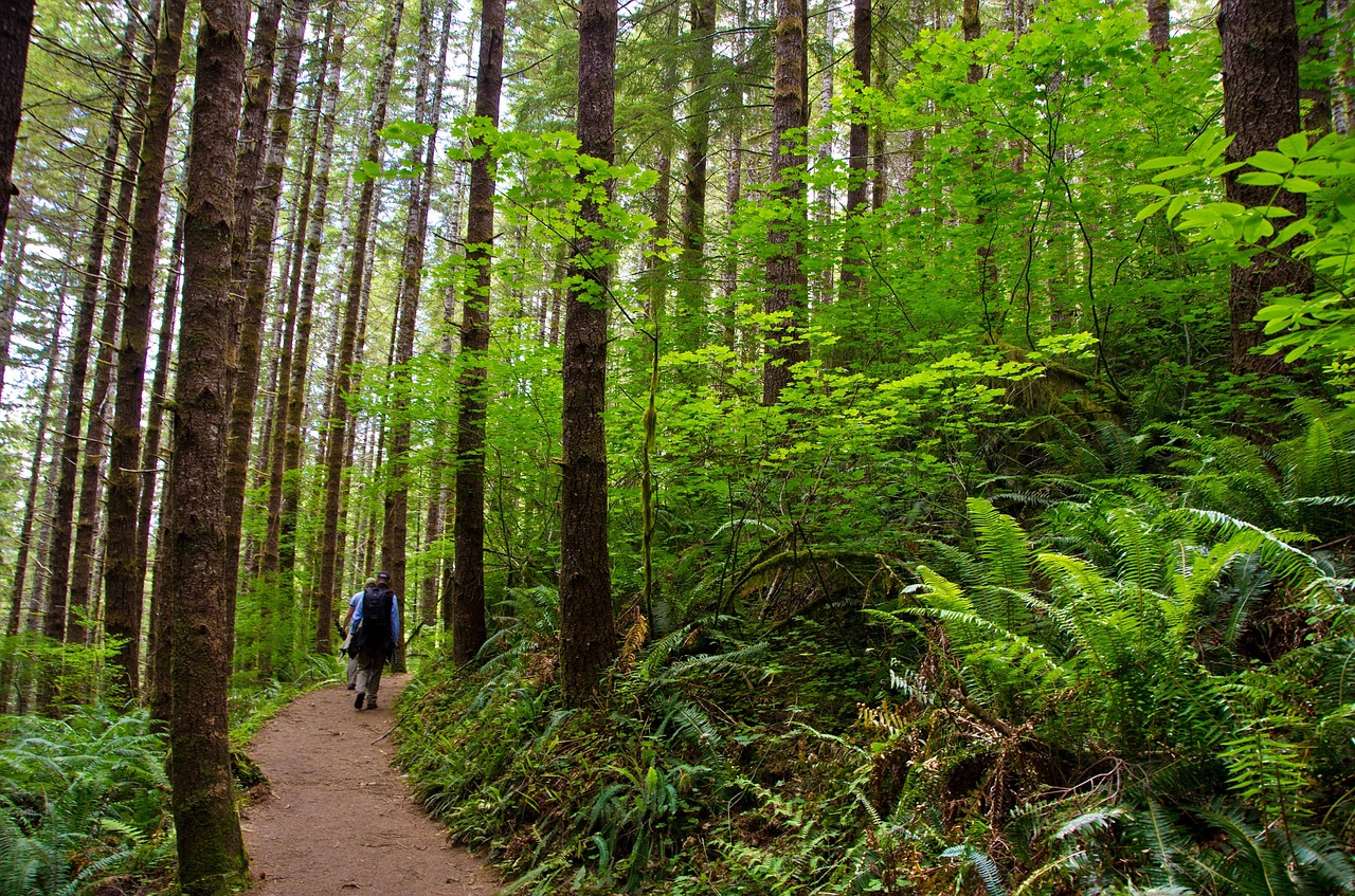 hiking forest lifestyle free photo