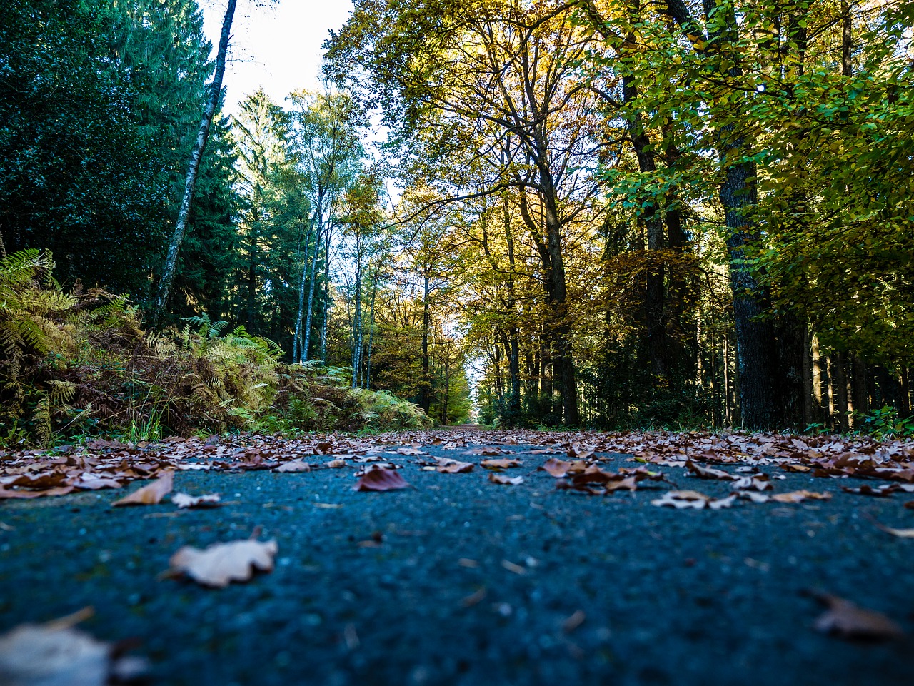 hiking road forest free photo