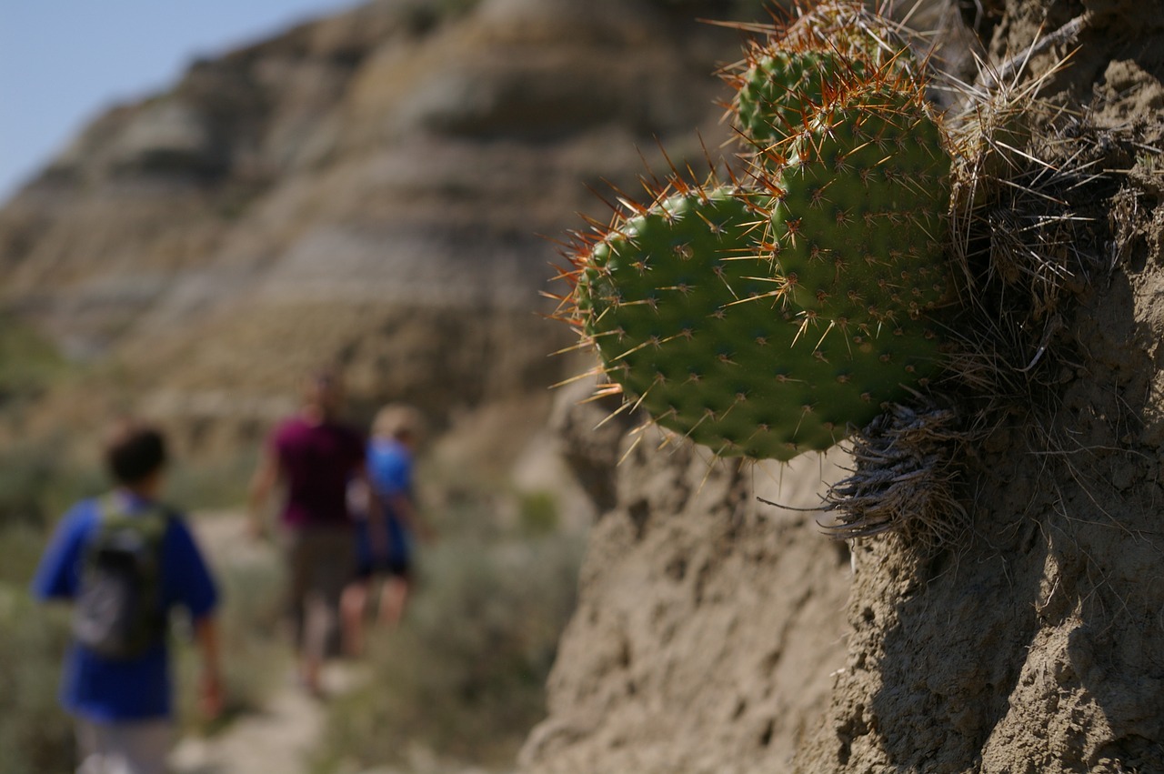 hiking prickly pear nature free photo