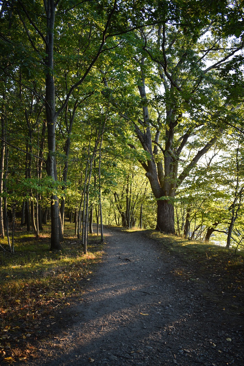 hiking woods trees free photo