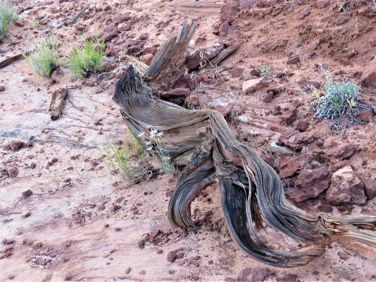 hiking old tree log free photo