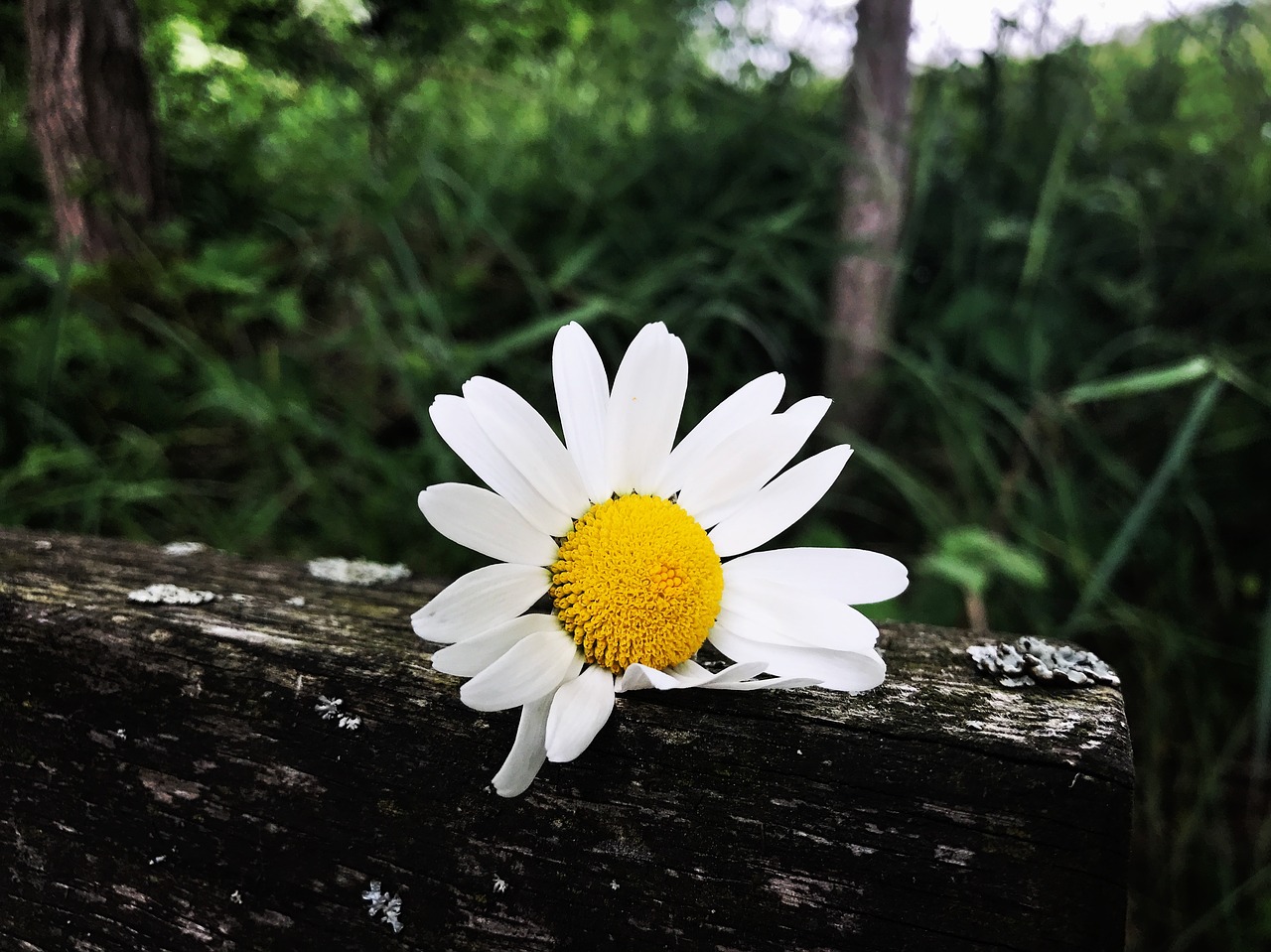 hiking flower bank free photo