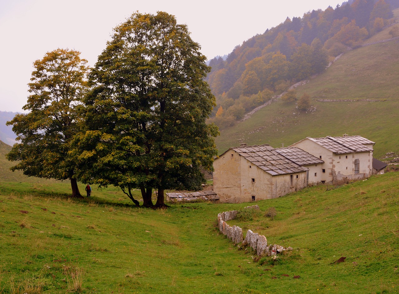 hiking trees borgo free photo