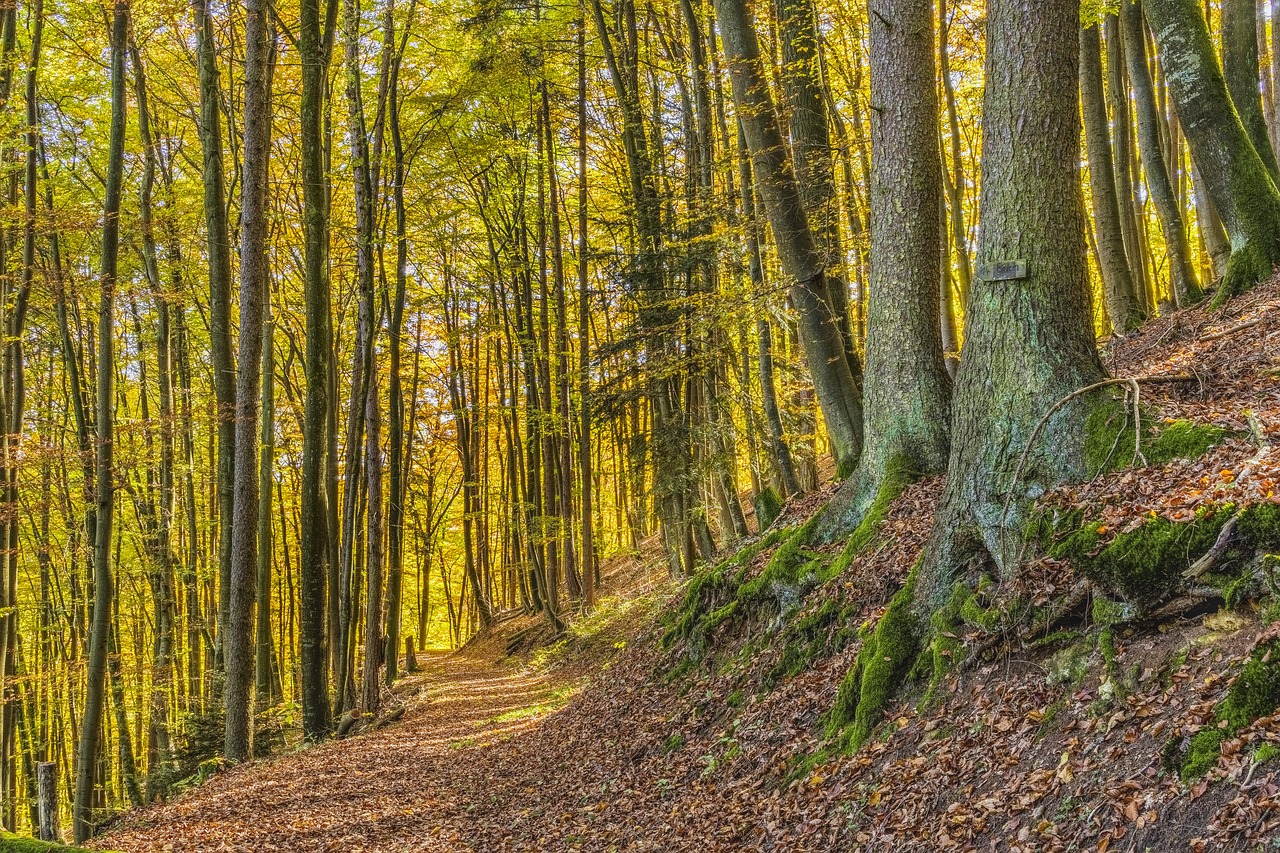 hiking trail forest free photo