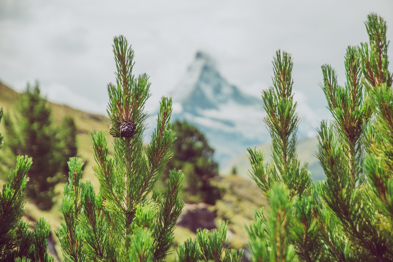 hiking  trail  mountain hiking free photo