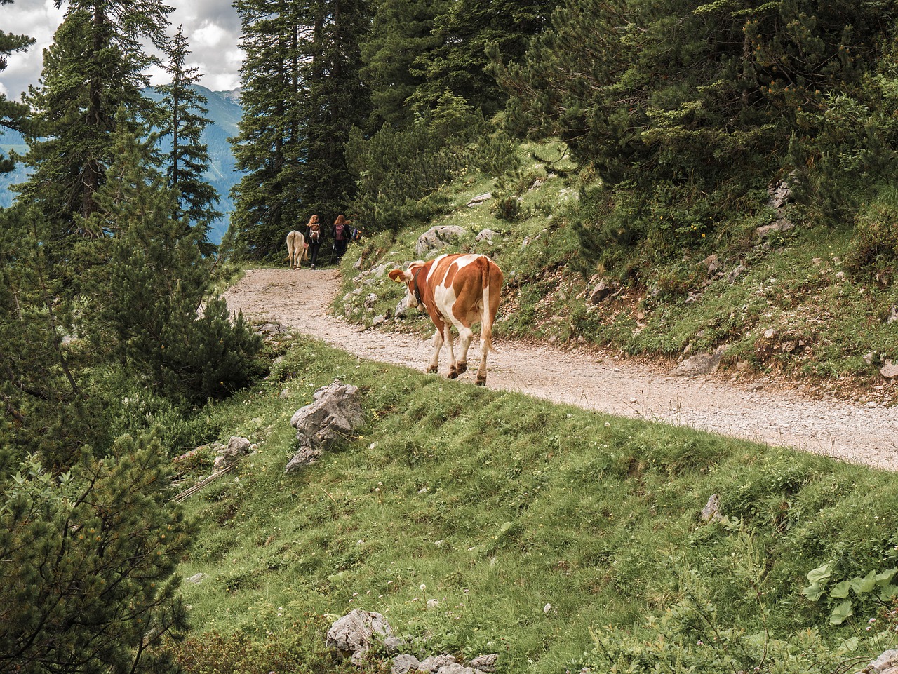 hiking  trail  cow free photo