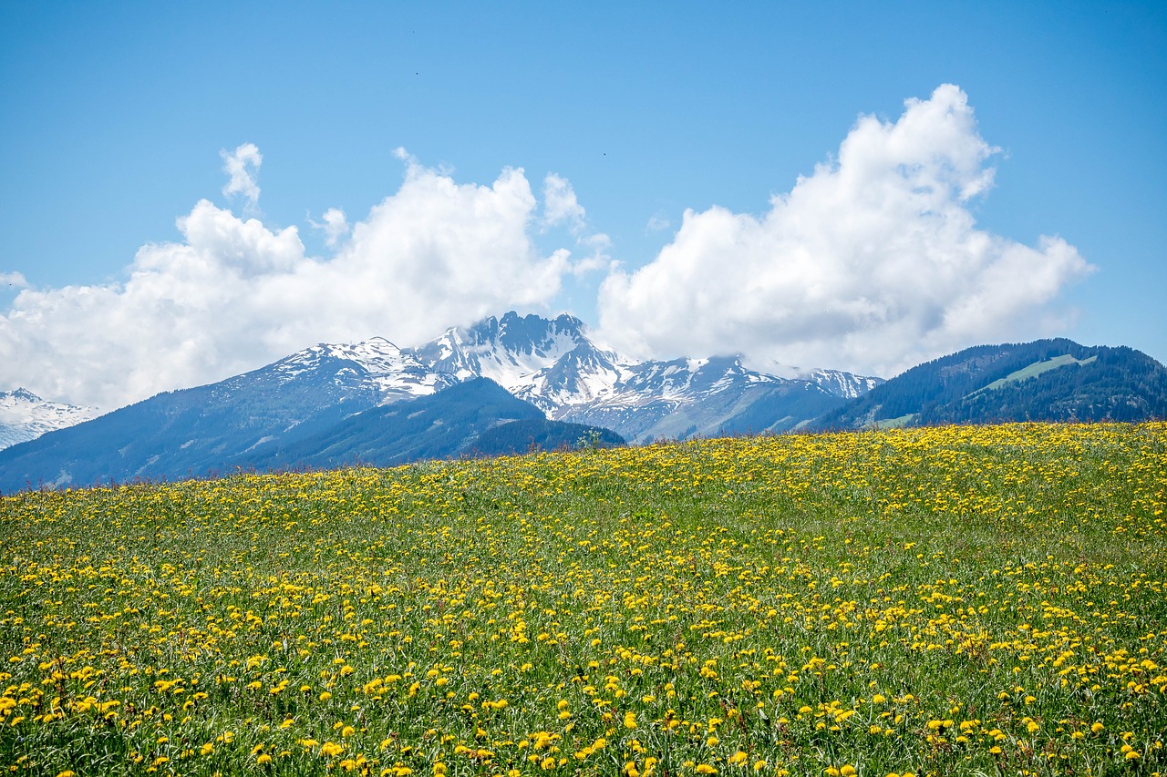 hiking  reitherkogel  flowers free photo