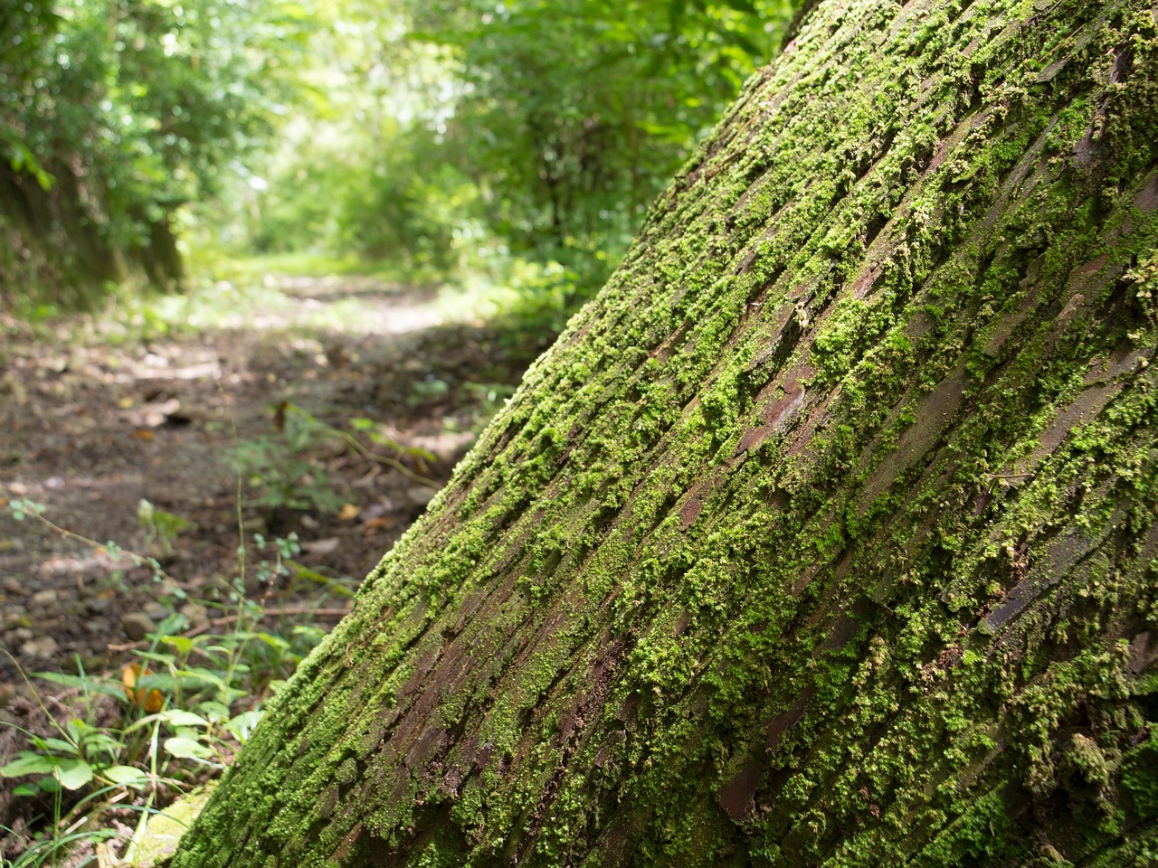 hiking  woods  moss free photo