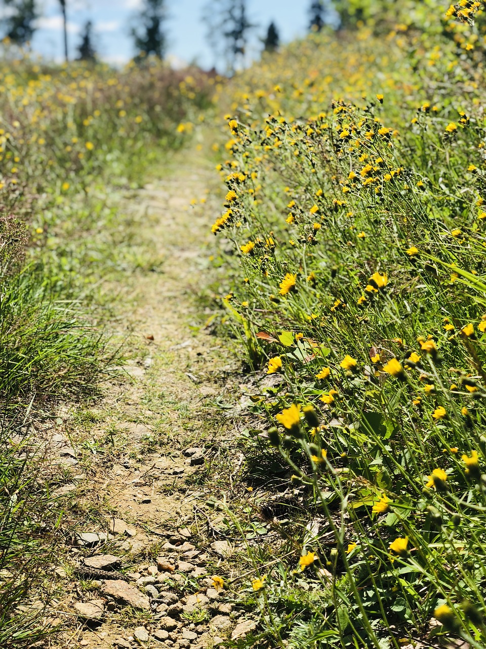 hiking  away  nature free photo