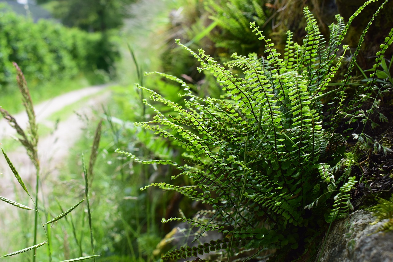 hiking  ferns  nature free photo