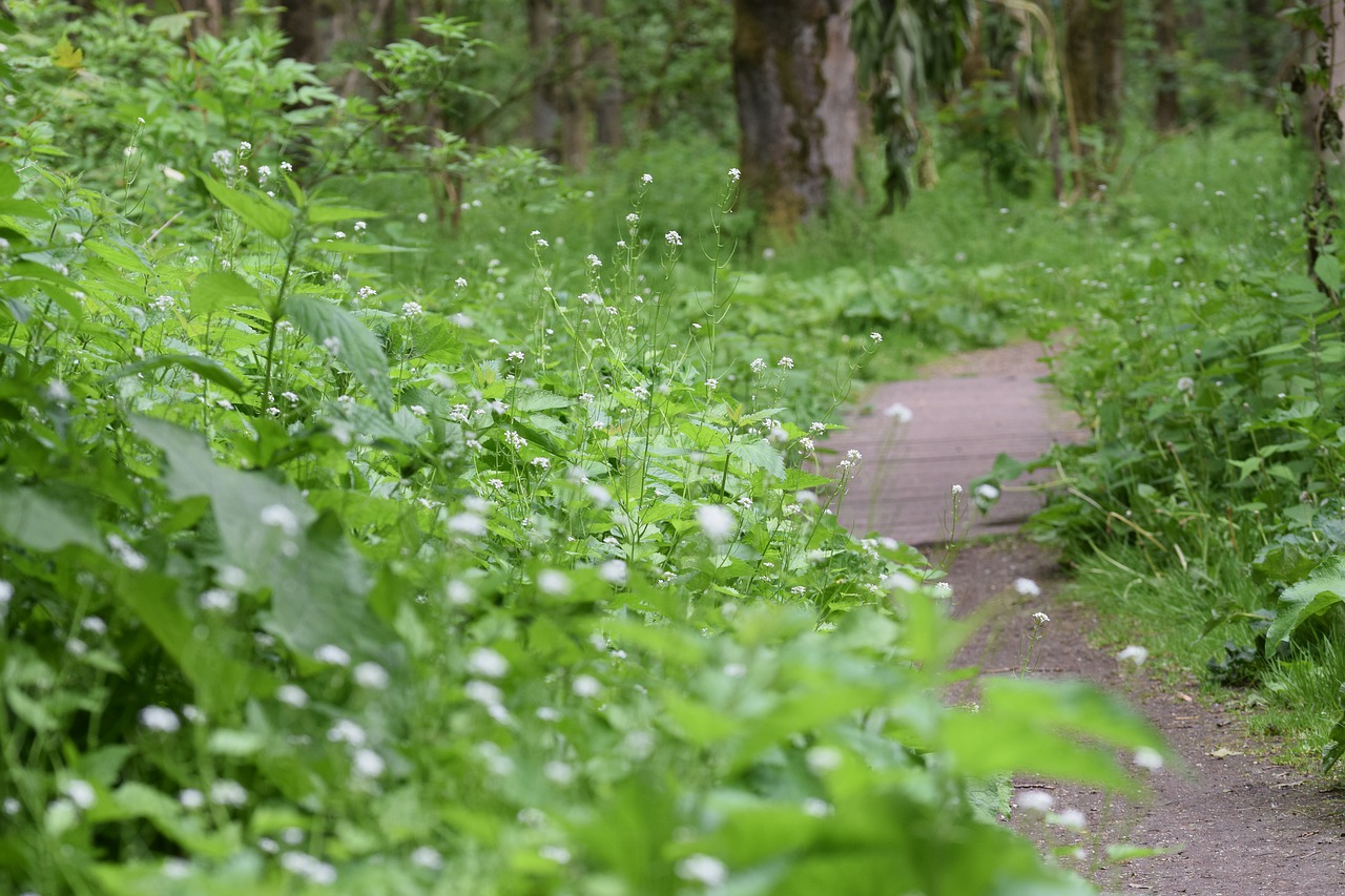 hiking  walk  forest free photo