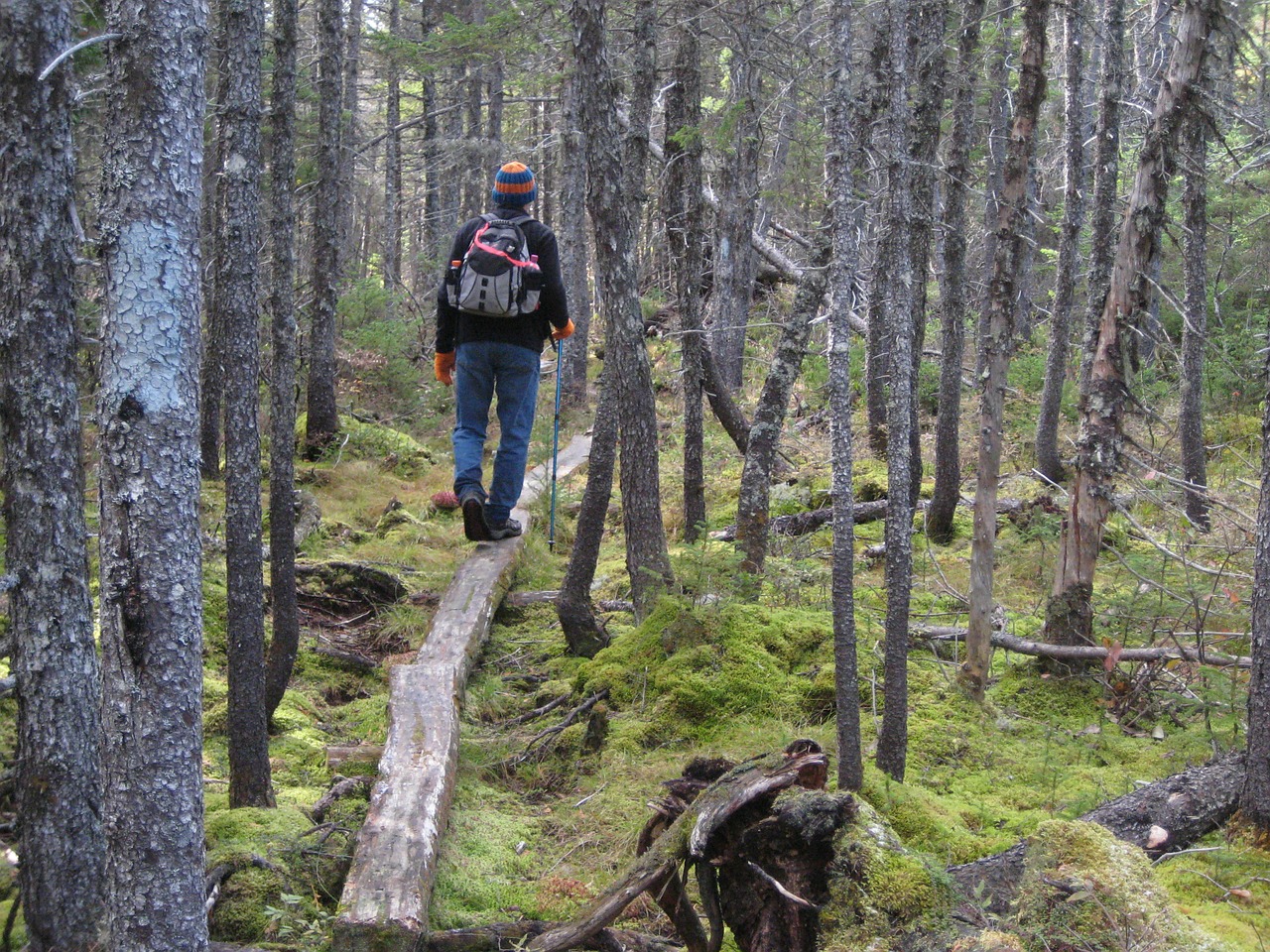 hiking forest backpack free photo