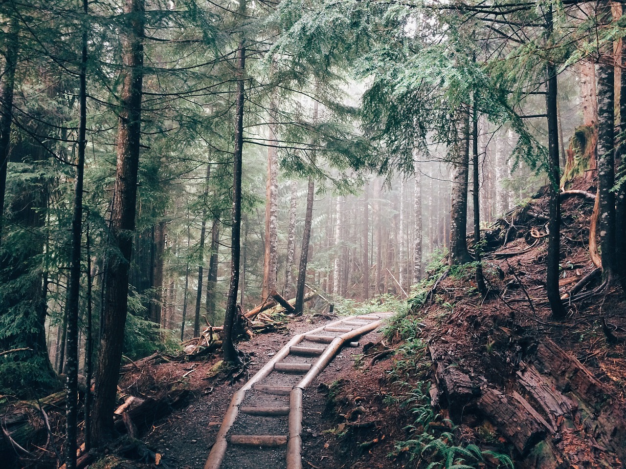 hiking forest wood free photo