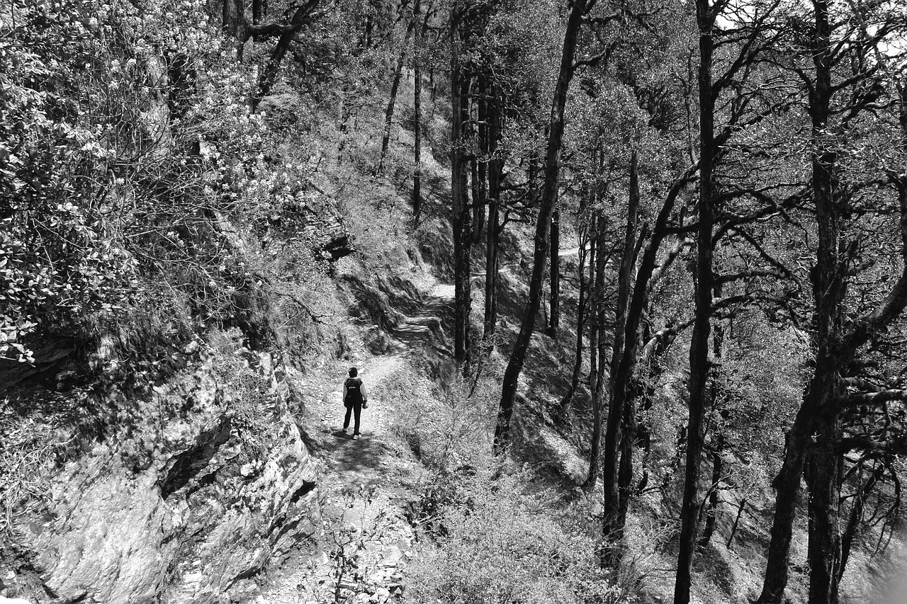 hiking trail forest free photo