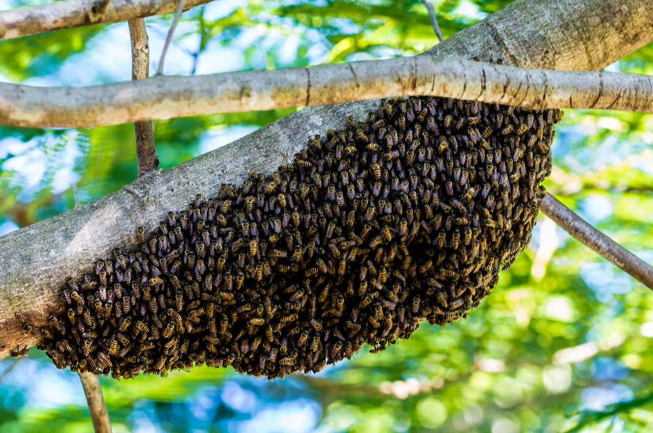 hiking bees bees hive free photo