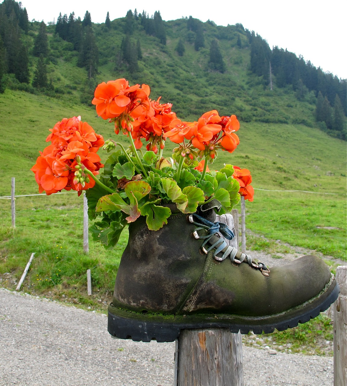 hiking shoes shoe mountain shoe free photo