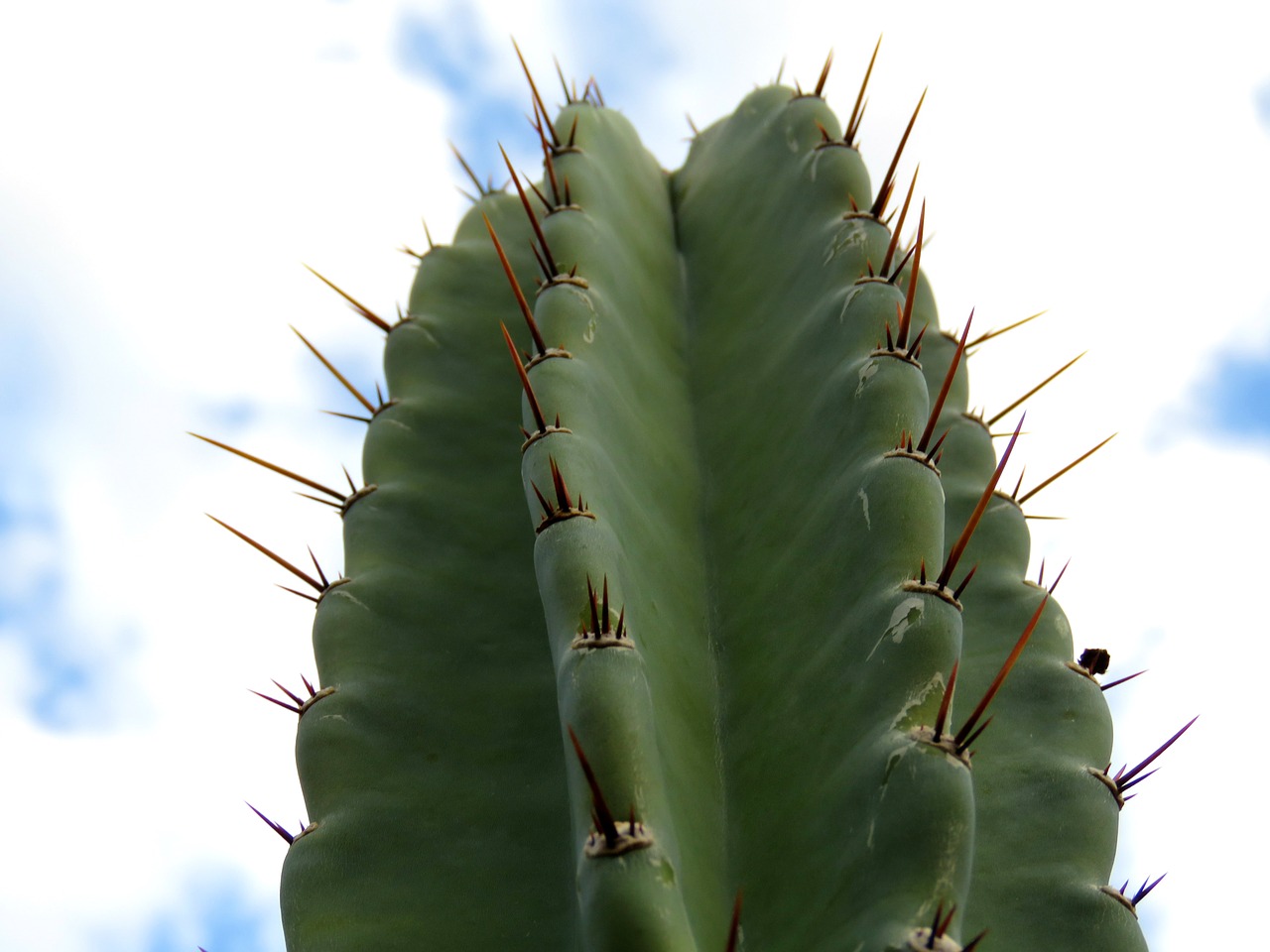 hildmann's cereus cactus sky free photo