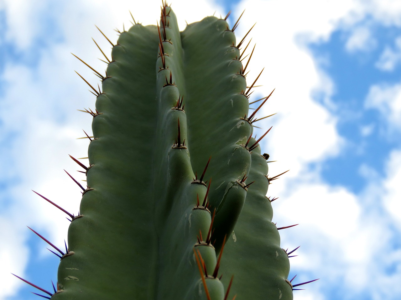 hildmann's cereus cactus sky free photo