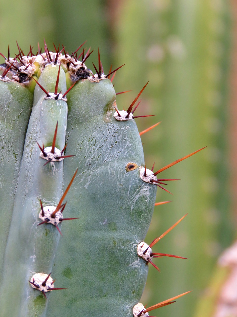 hildmann's cereus cactus plant free photo