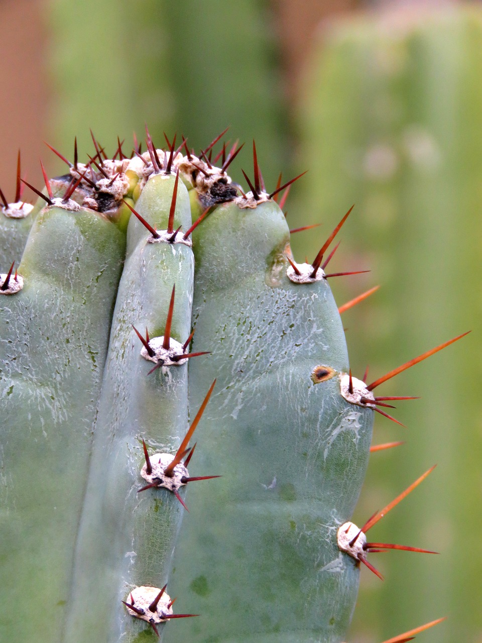 hildmann's cereus cactus plant free photo