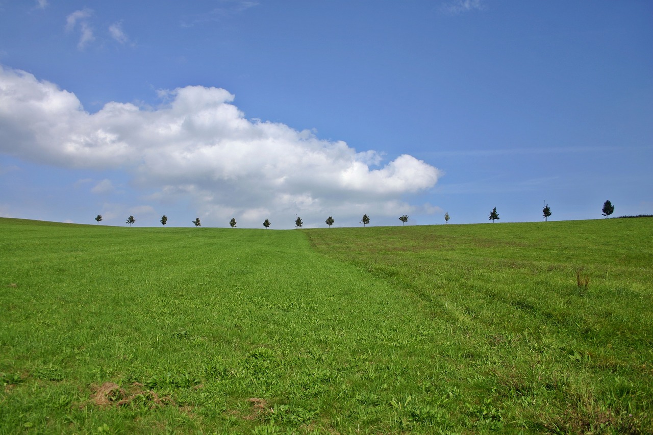 hill trees landscape free photo