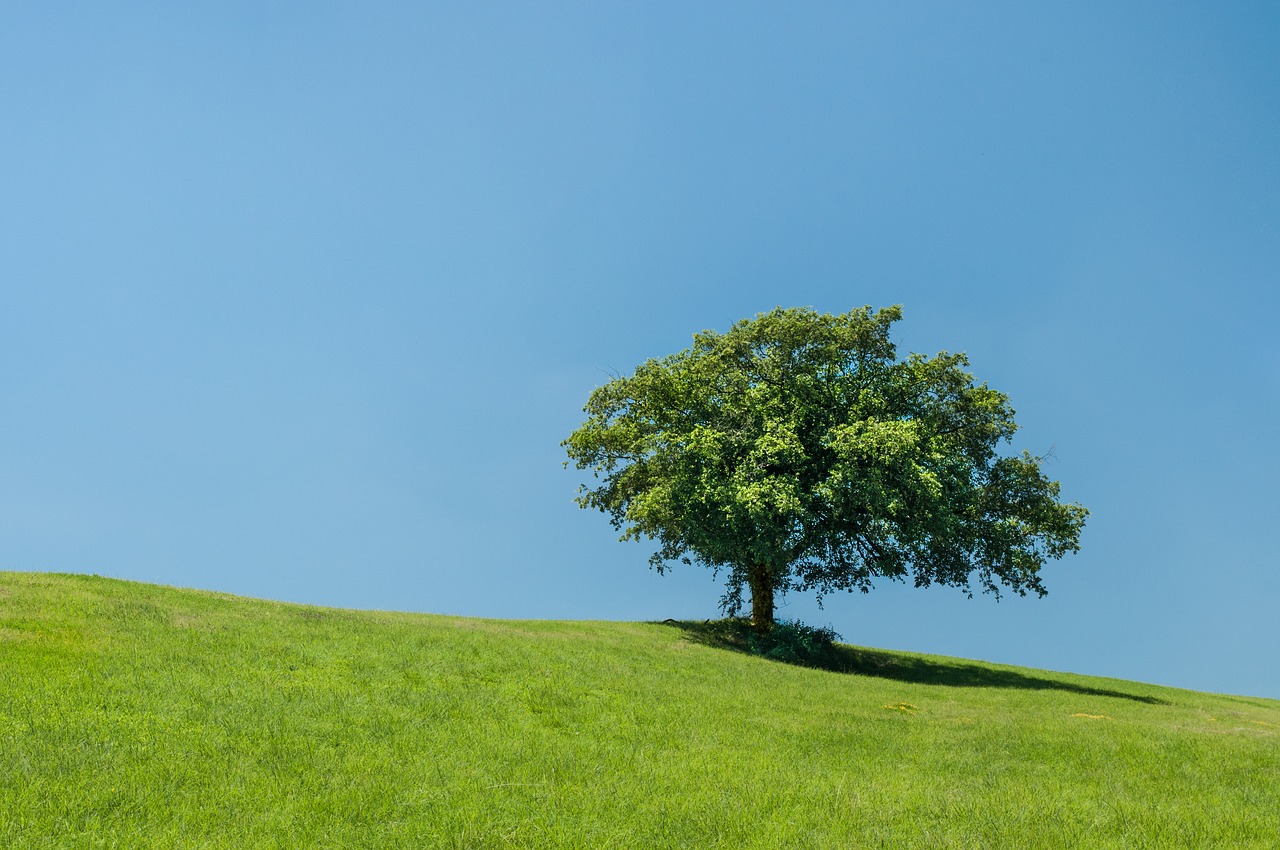hill lonely tree free photo