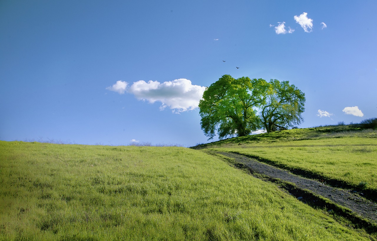 hill  dirt road  grassland free photo