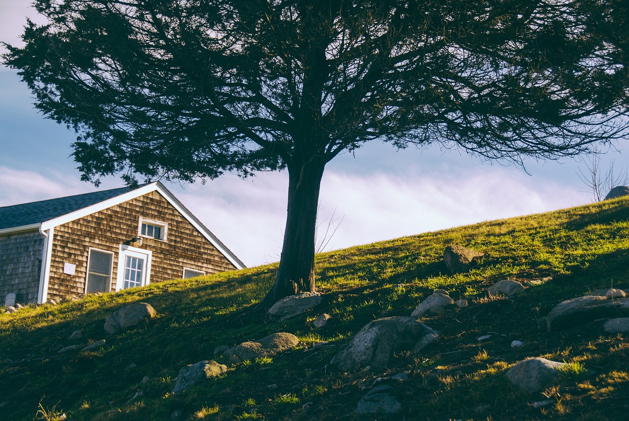 hill tree house free photo