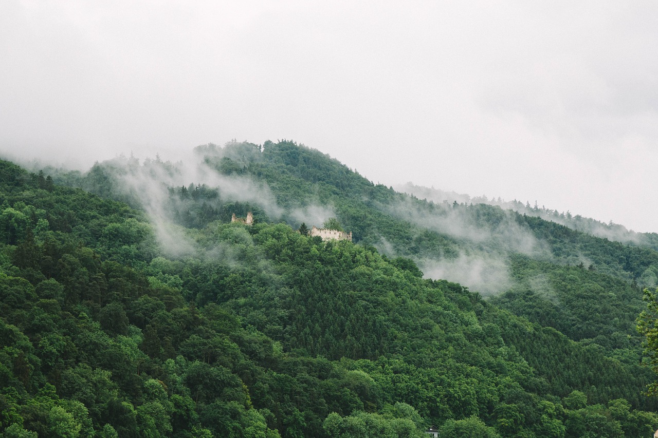 hill forest trees free photo