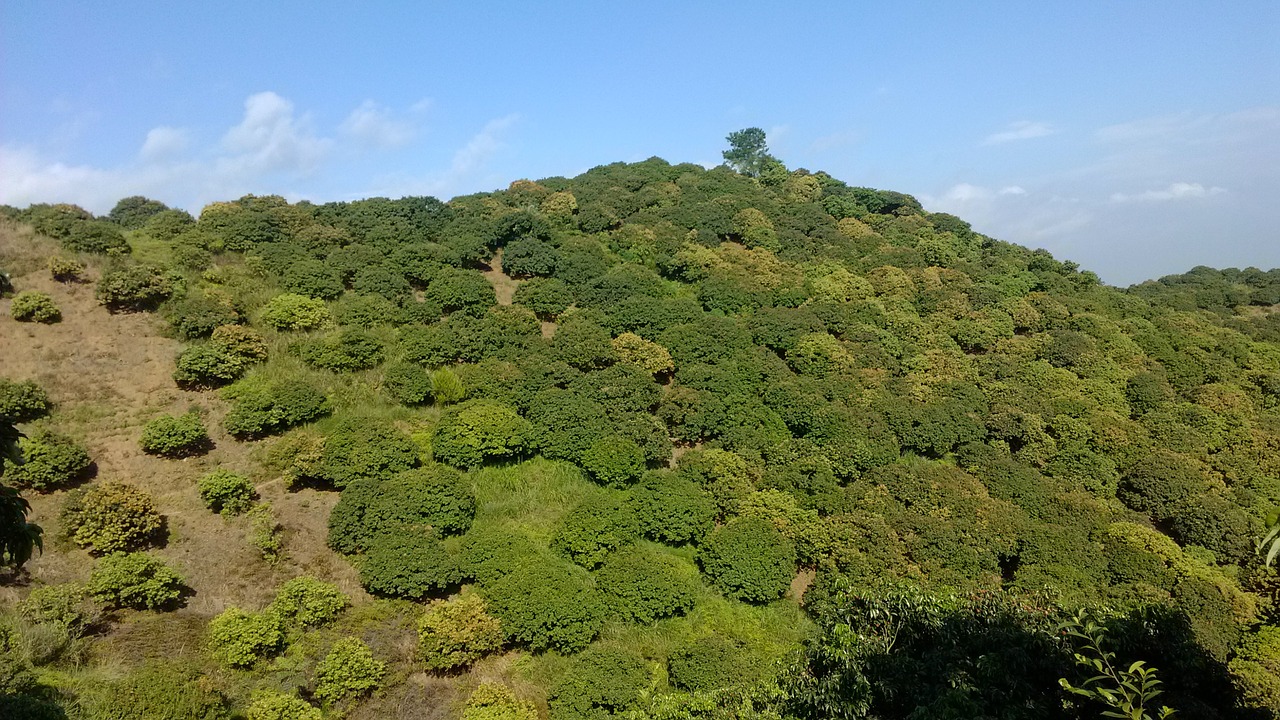 hill lai chi kok lin trees free photo