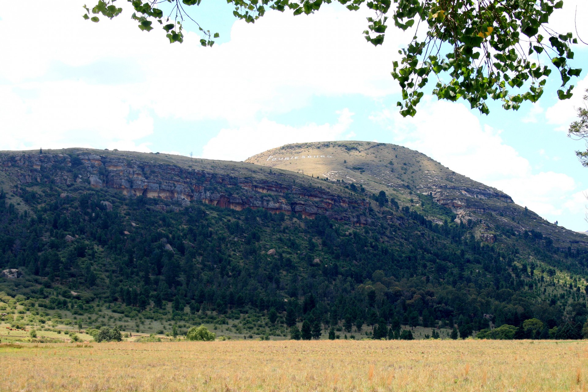 hill veld bleached free photo