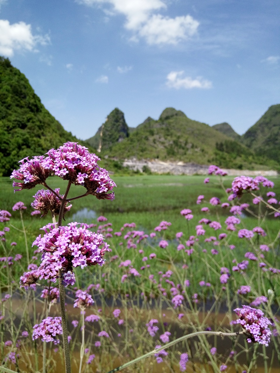 hill-side flowers sunny day the green green grass free photo