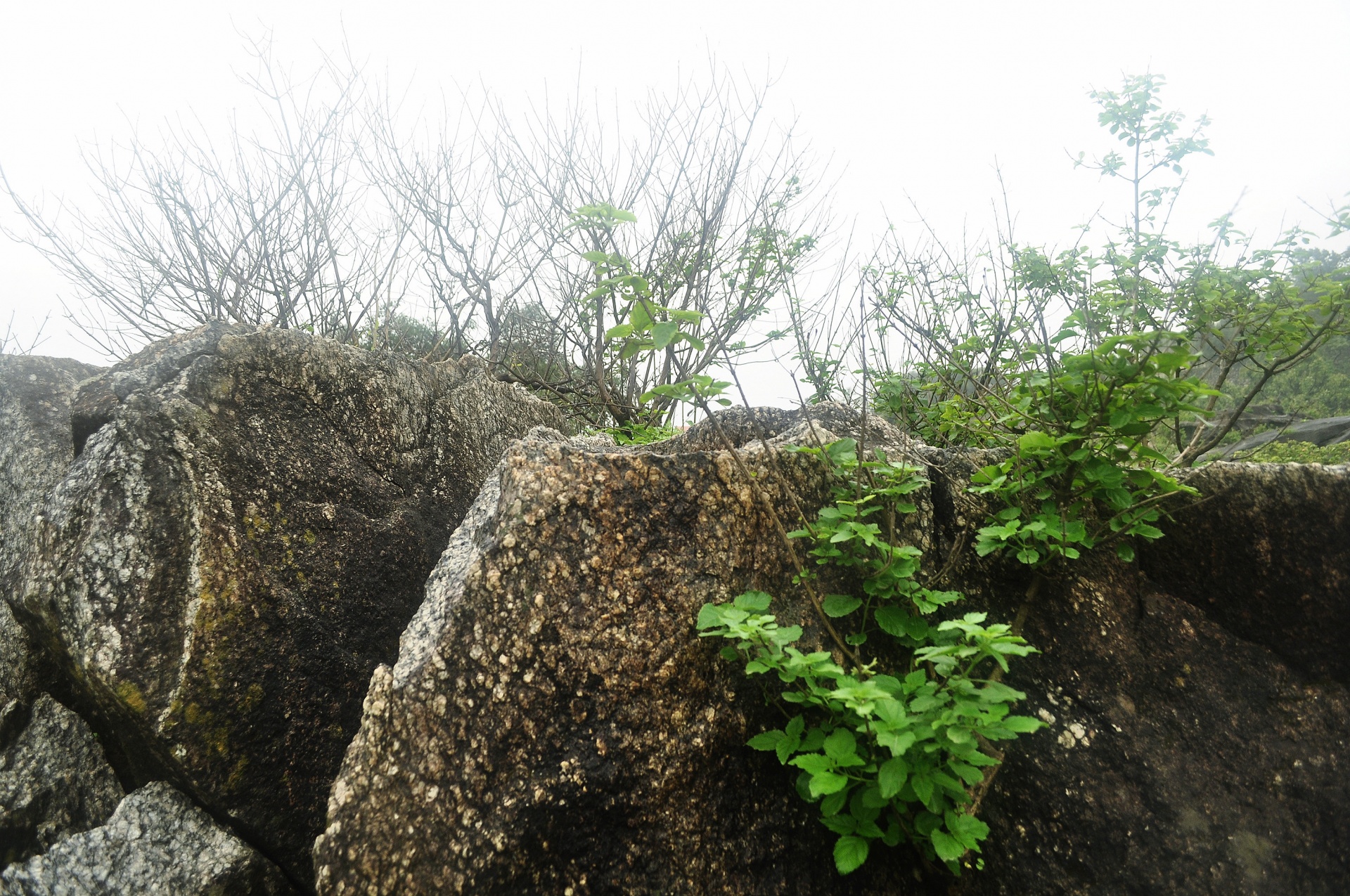 rock stone vegetation free photo
