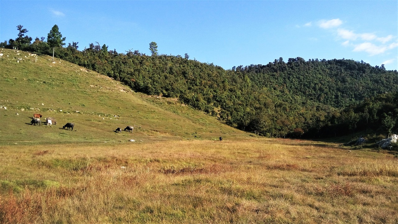 hills grassland meadow free photo