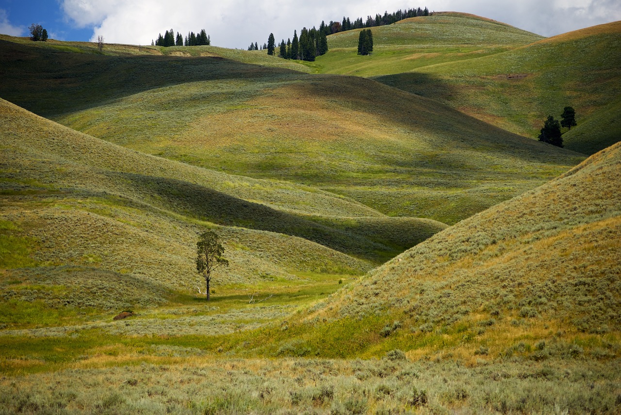 hills green grass yellowstone free photo