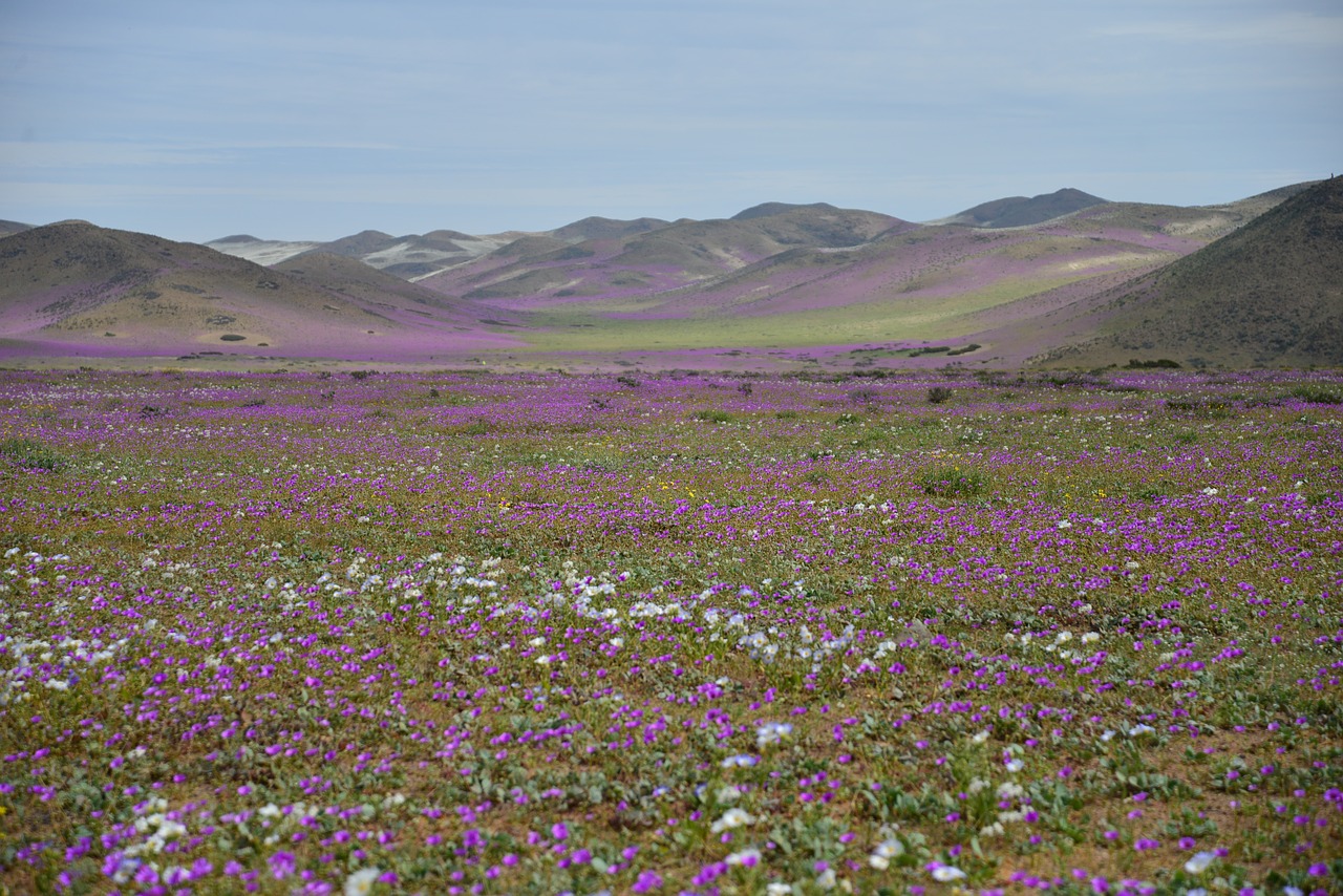 hills flowering desert flowers free photo