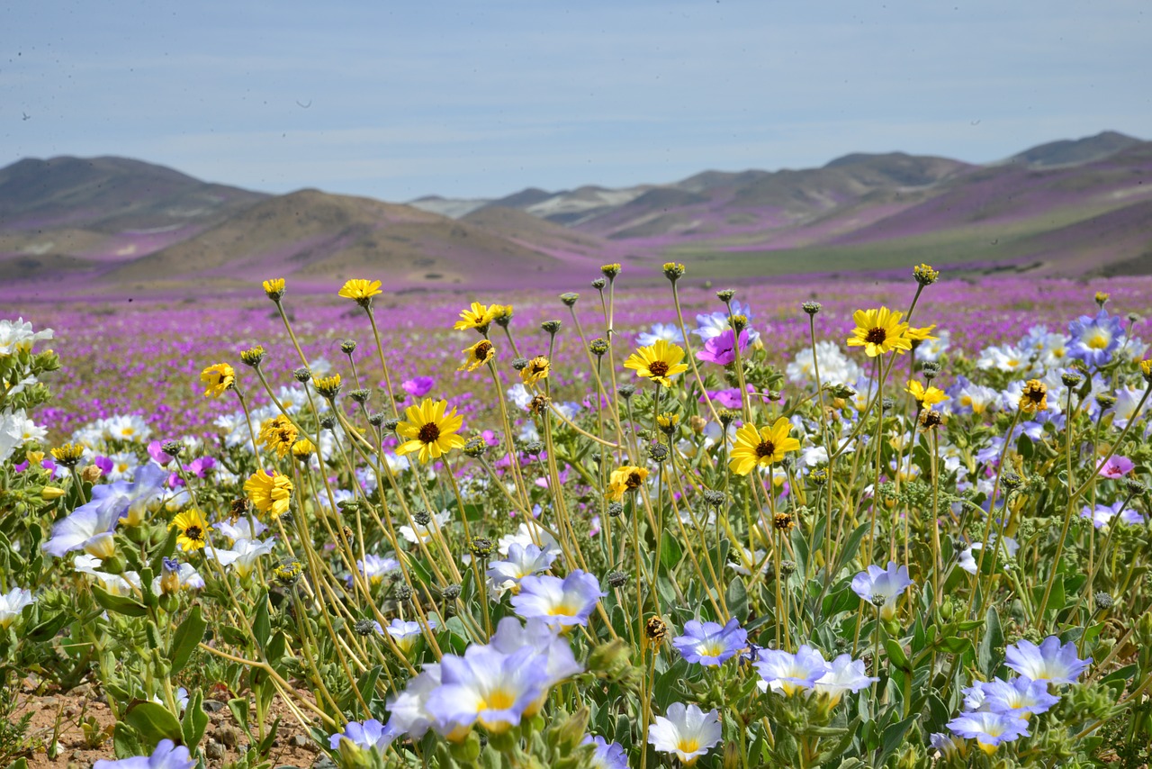 hills flowering desert flowers free photo