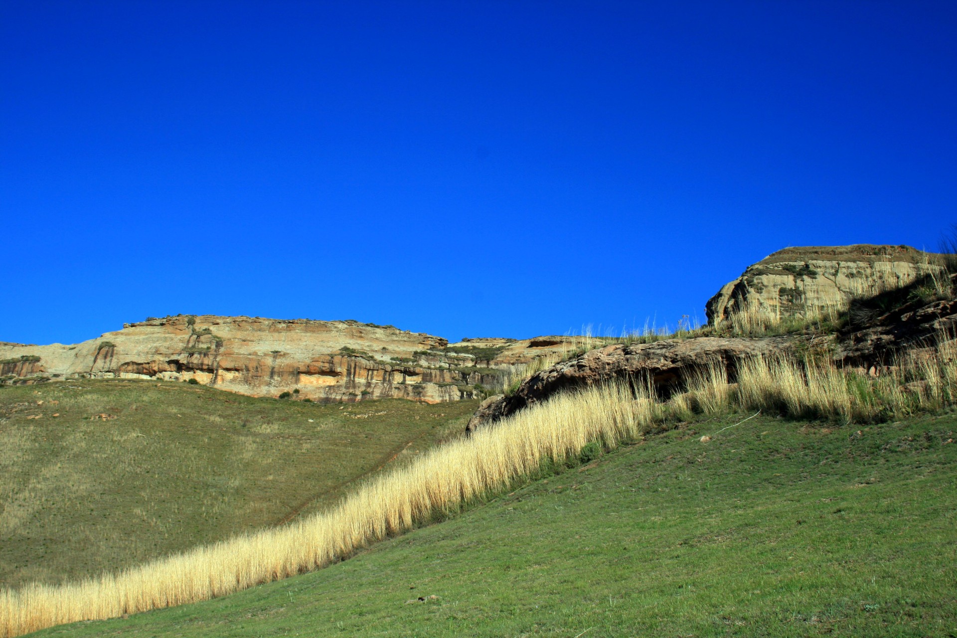 hill slope veld free photo