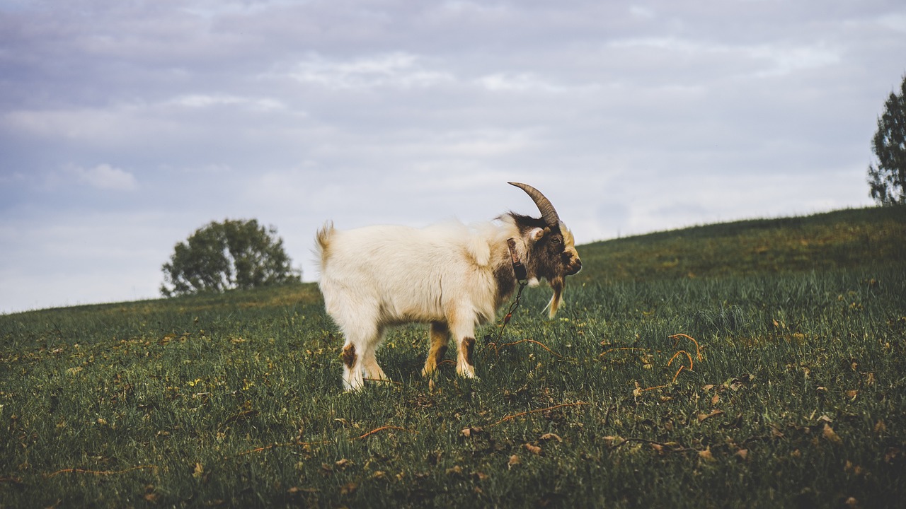 hillside ram sheep free photo