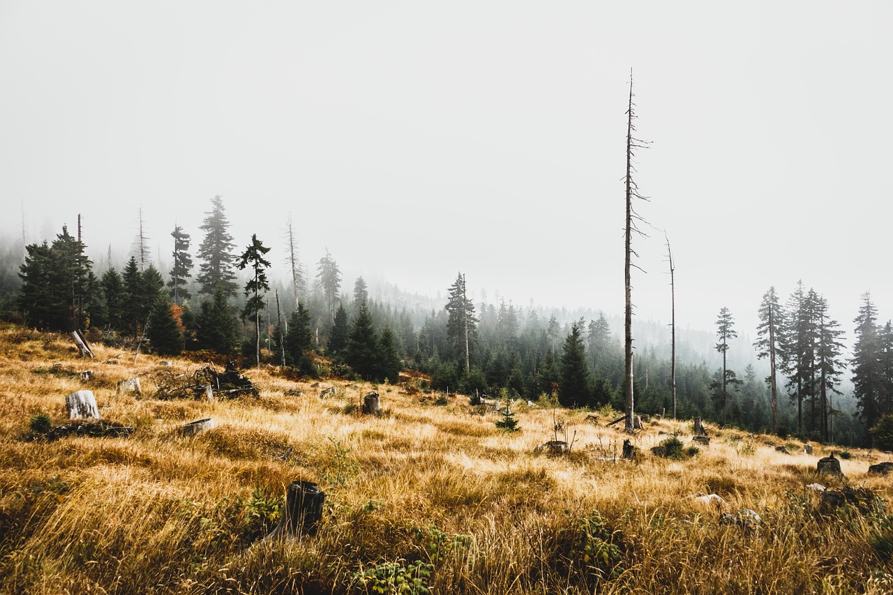 hillside autumn landscape autumn free photo