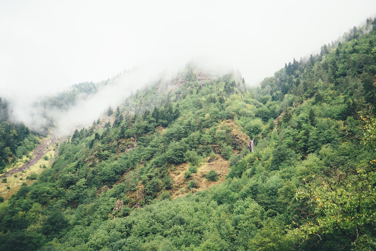 hillside mountain forest free photo