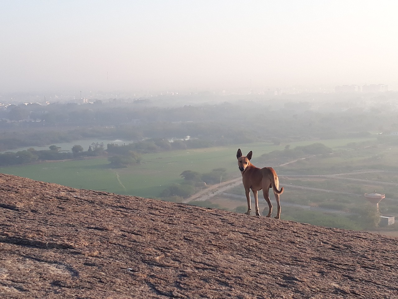 hilltop nature dog free photo