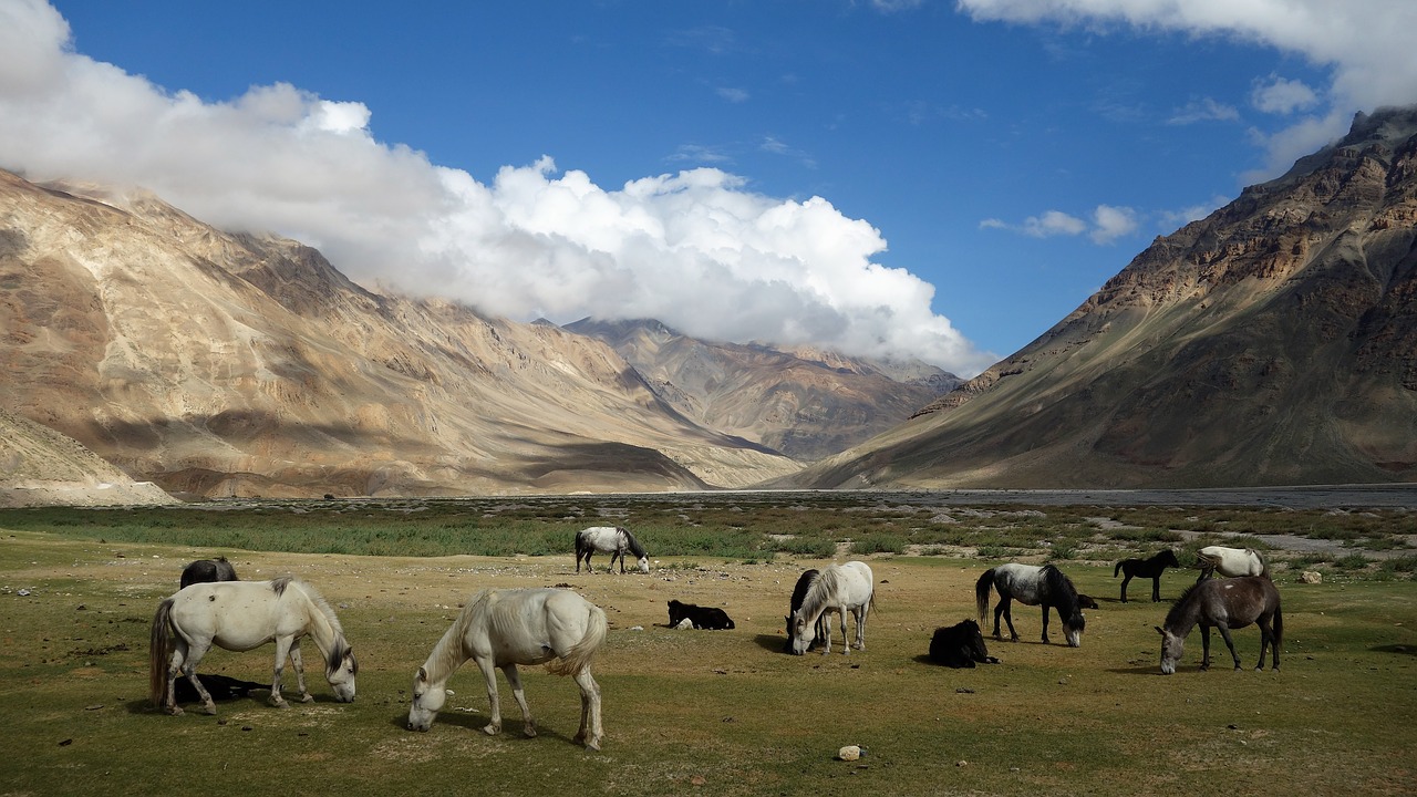 himachal  spiti  horses free photo