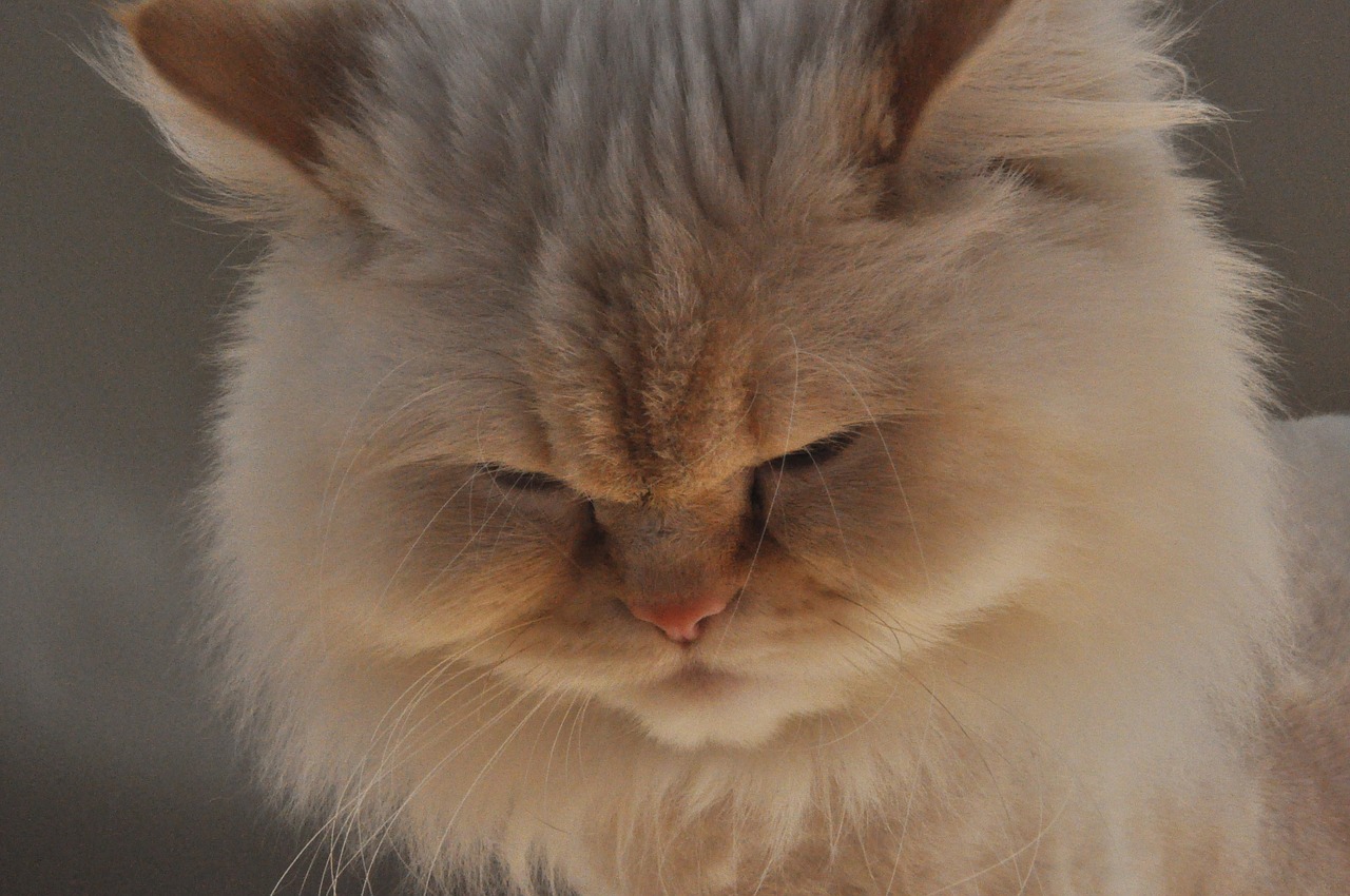 himalayan himalayan cat female cat free photo