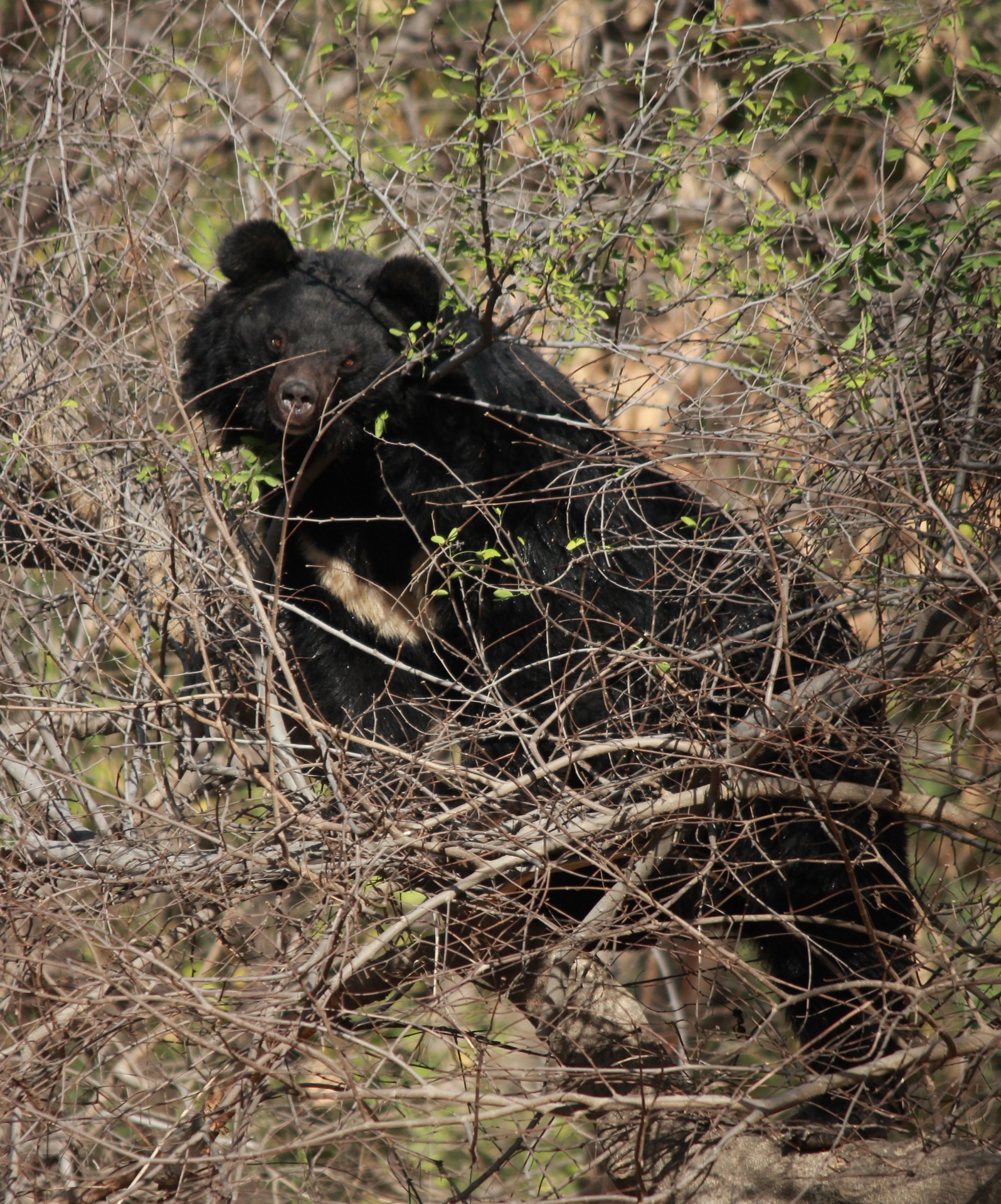 azam husain himalayan bear free photo