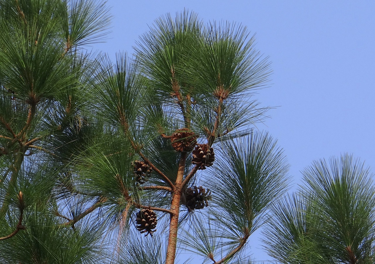 himalayan blue pine cone himalayan pine free photo
